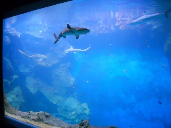 aquarium lyon fosse requins 600x450 A quelques coups de nageoires des océans
