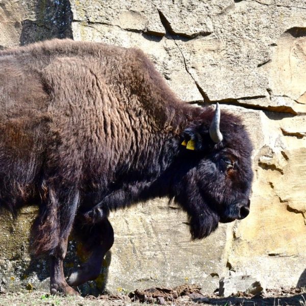 Bison en liberté au parc animalier Planète Sauvage