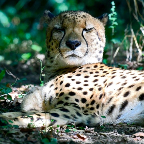 Félin en liberté au parc animalier Planète Sauvage