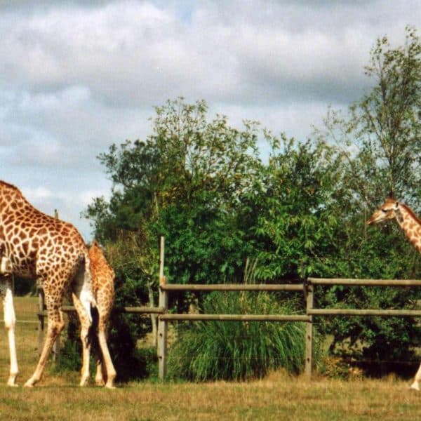 Girafes en liberté au parc animalier Planète Sauvage