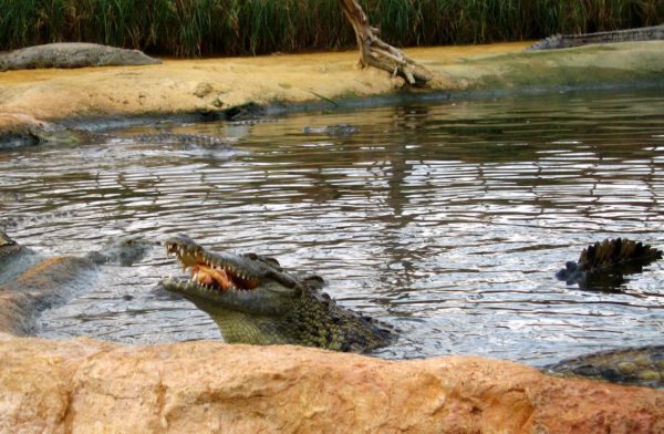 La ferme aux crocodiles