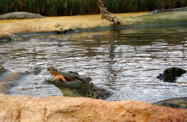 Scène de repas - La ferme aux crocodiles