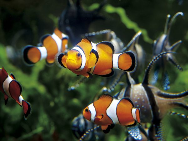 Poissons clowns au Grand Aquarium