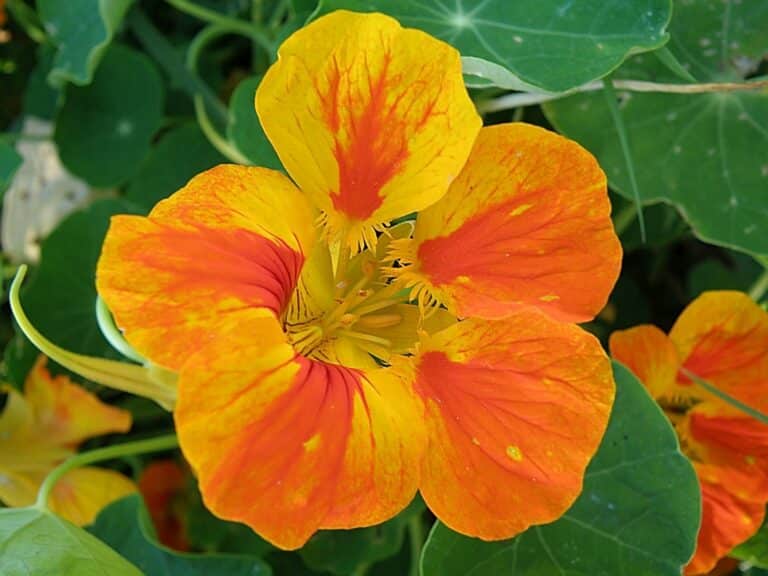 L’utilisation des fleurs : les sécher, les consommer