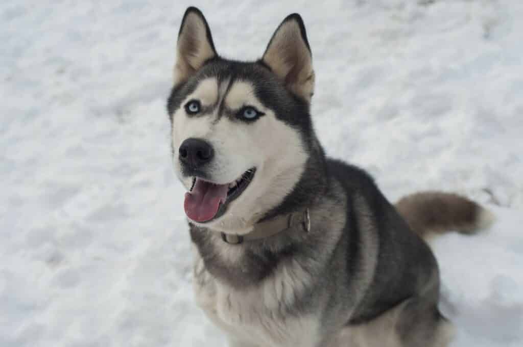 Chien de traineau Husky