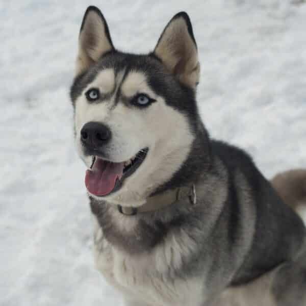 Chien de traineau Husky