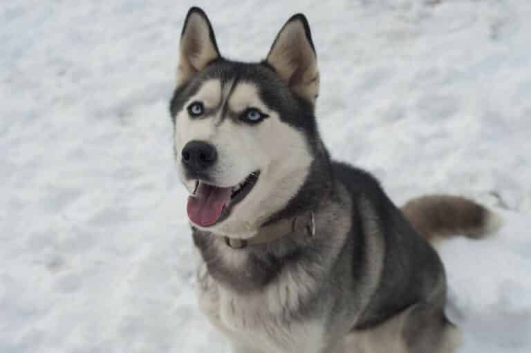 Les chiens de traîneaux, présents été comme hiver