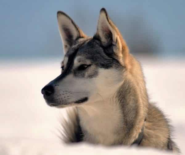 Un chien de traîneau originaire d'Alaska