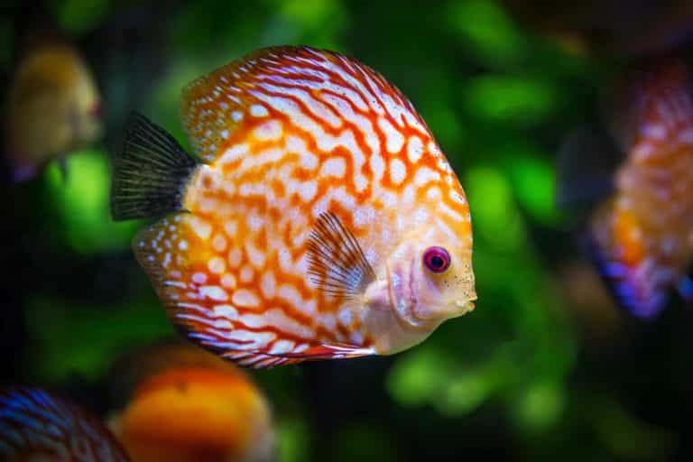 Comme un poisson dans l’eau