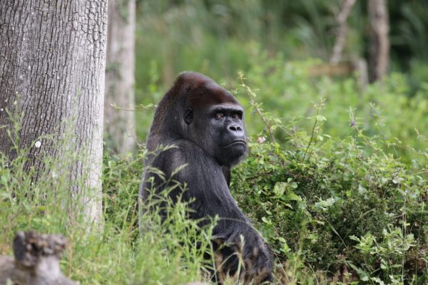 Rencontre inoubliable avec les primates