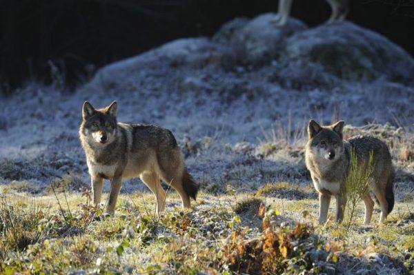 Les Loups de Chabrières, le parc animalier consacré aux loups