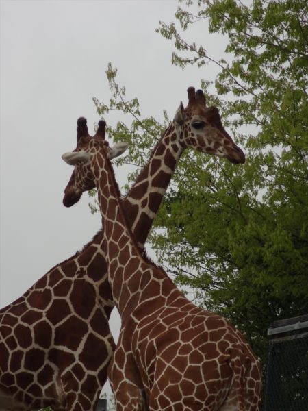 Girafes