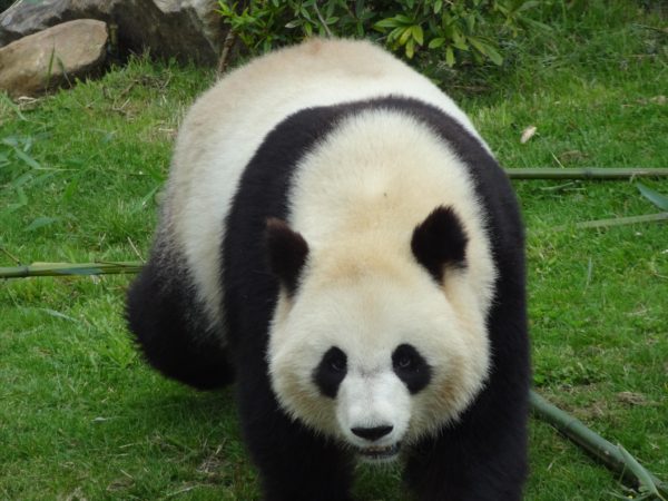 Autre panda géant
