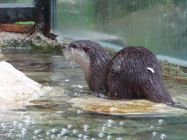 Le prestigieux ZooParc de Beauval