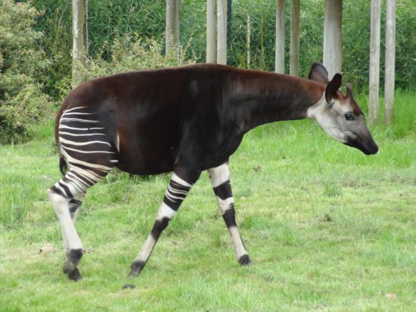 Okapi