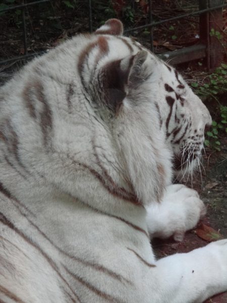 ZooParc de Beauval - Tigre blanc