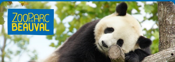 Pandas au ZooParc de Beauval