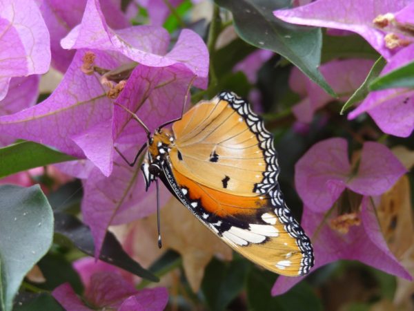 Papillon de l'île aux papillons