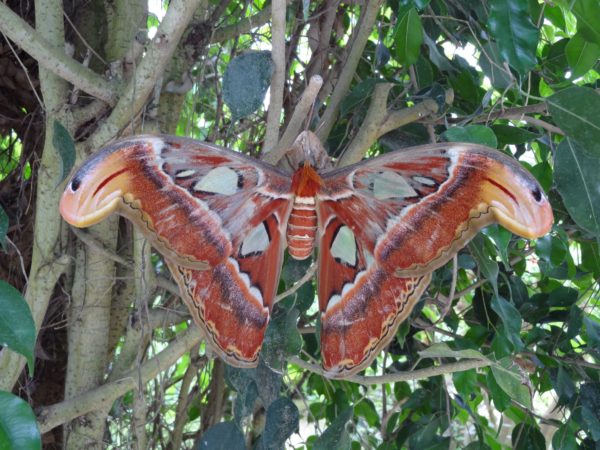 Papillon de l'île aux papillons