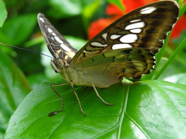 Papillon de l'île aux papillons