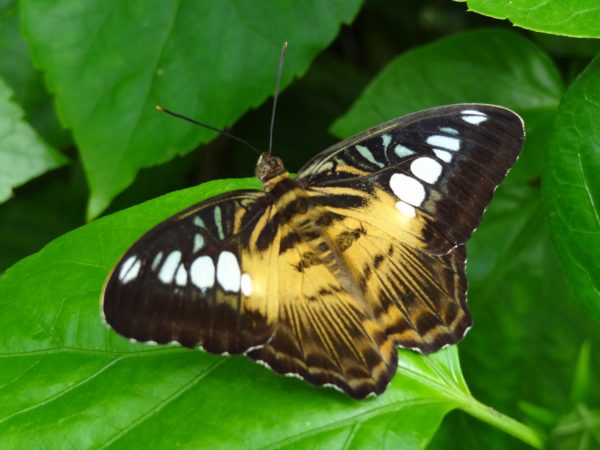 Papillons de l'île aux papillons