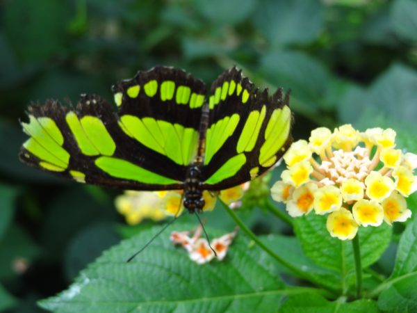 Papillons de l'île aux papillons