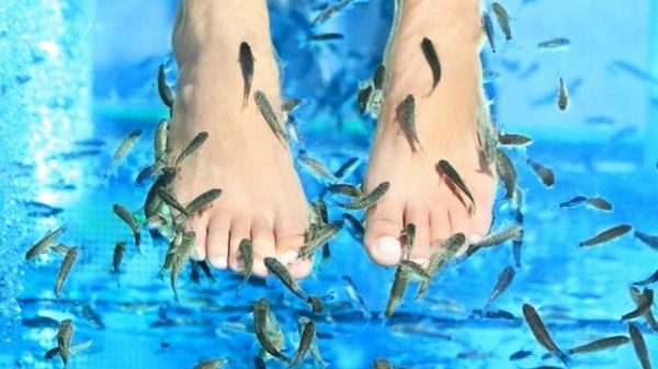 Faites vous nettoyer les pieds par de petits poissons