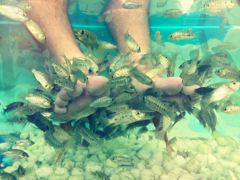 Faites vous nettoyer les pieds par de petits poissons