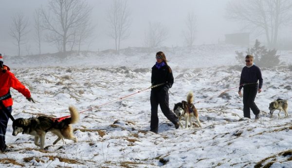 Cani-raquette pour vivre des moments intenses avec son chien