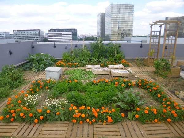 Jardin potager sur un toit d'immeuble