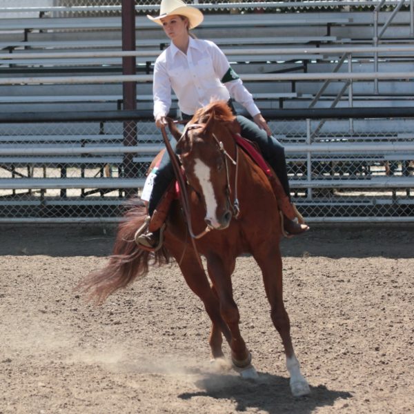 Épreuve de dressage venue des États-Unis