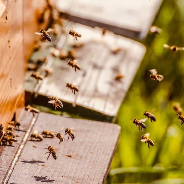 La ruche des abeilles