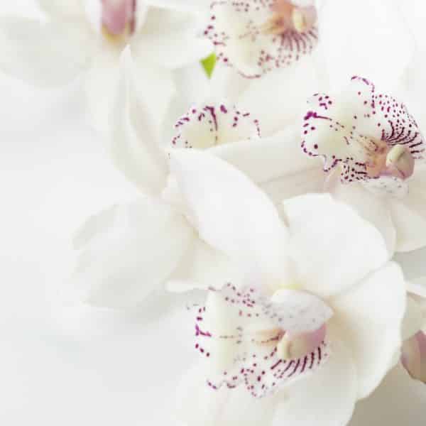 Orchidées à fleurs blanche et violette