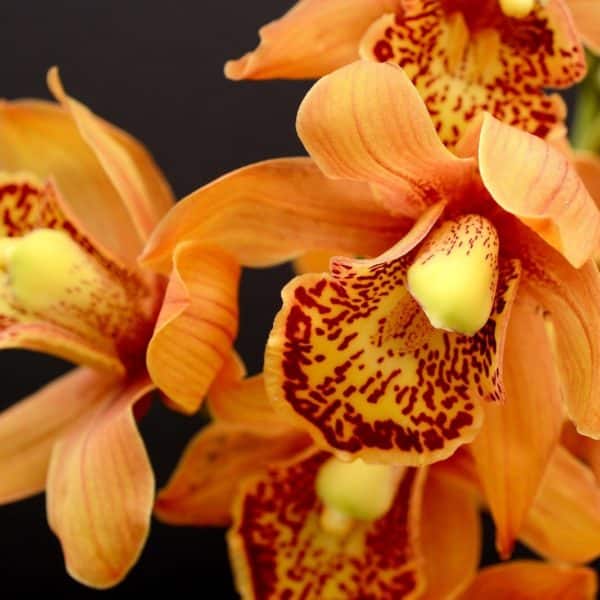 Orchidées à fleurs orange