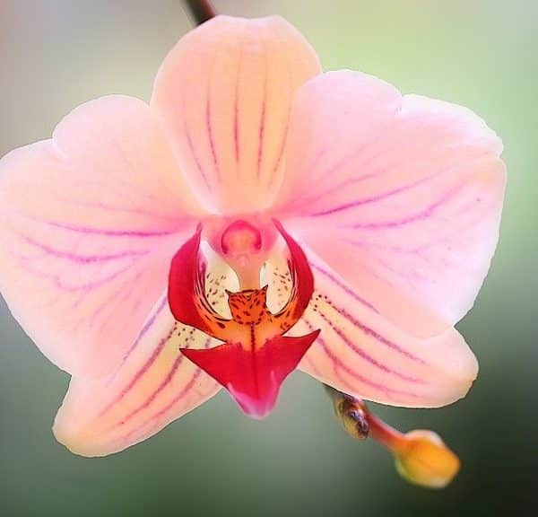 Orchidées à fleurs rose orangée