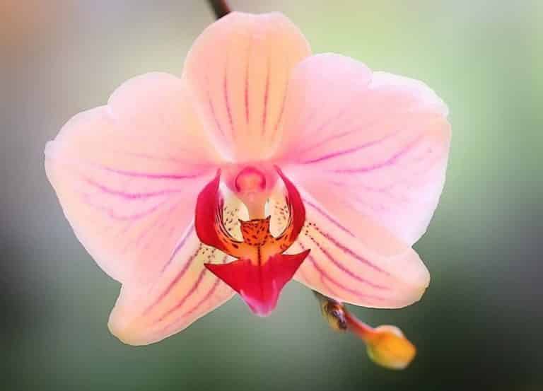 Les orchidées : entretien et culture