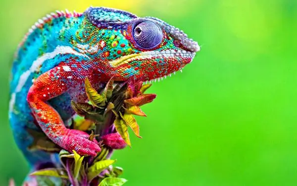 Un caméléon multicolore