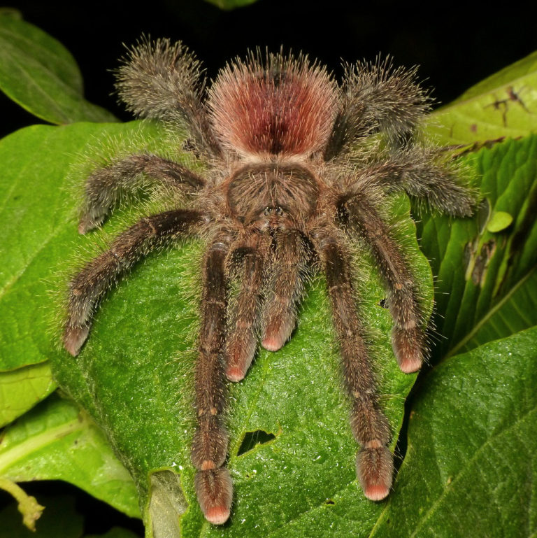 Des araignées : peut-on en faire des animaux de compagnie ?