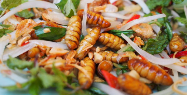 Manger des insectes pour sauver la planète