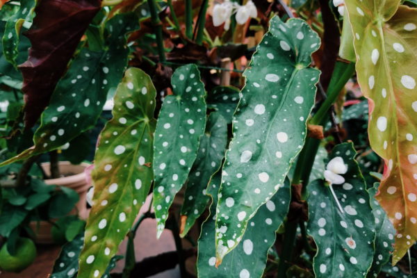 Begonia Maculata, la plante à pois