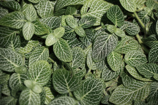 Fittonia, la colorée