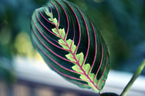 Maranta, la jolie dormeuse