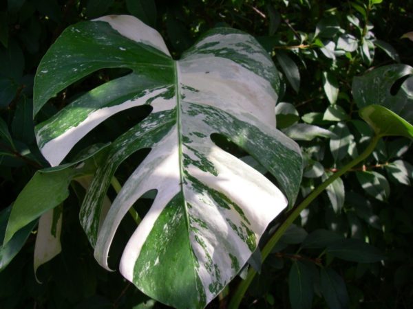 Monstera variegata, la magnifique