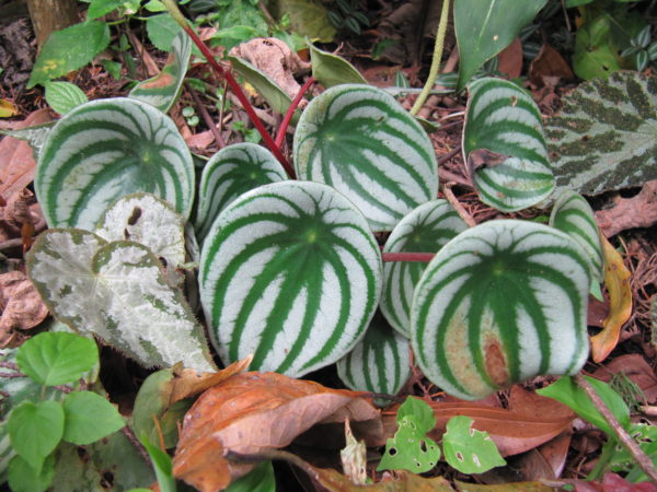 Peperomia Argyreia, la pastèque