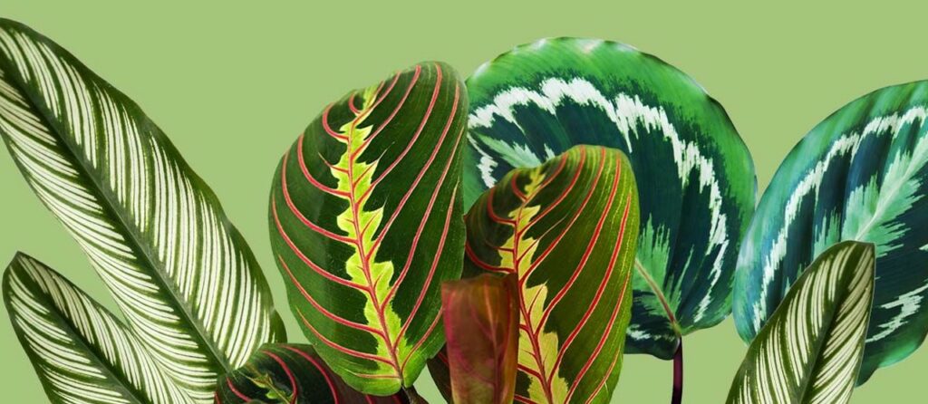 Plantes décoratives et graphiques