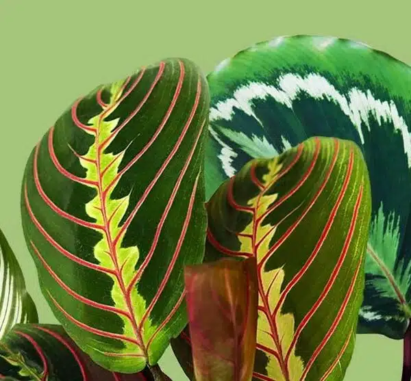 Plantes décoratives et graphiques