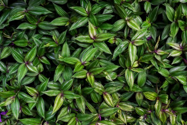 Tradescantia Zebrina, la rayée