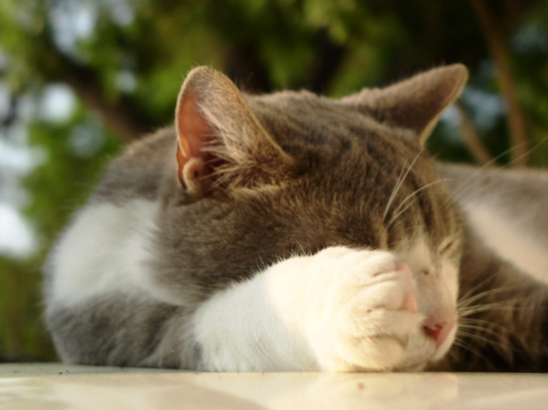 Le pouvoir de la musique chez les animaux
