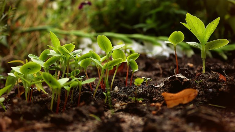 Découvrez le fonctionnement de la  permaculture