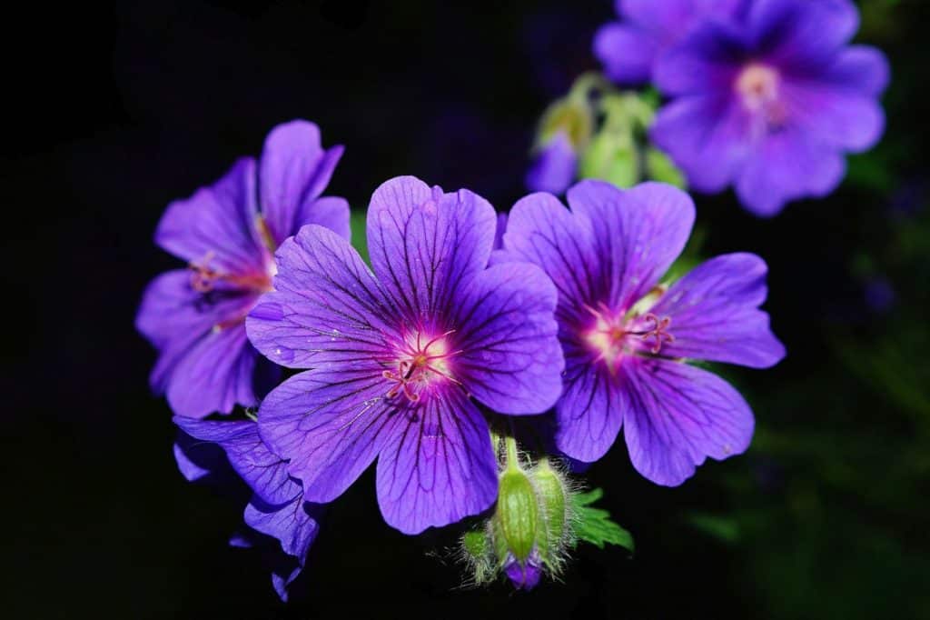 Géranium coloré